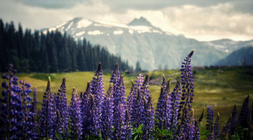 4 Nights 5 Days Magical Kashmir Tour Package